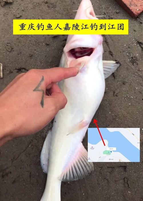 钓鱼人卷毛爆料视频,钓鱼人真实生活幕后曝光